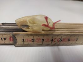 Hamster Schädel