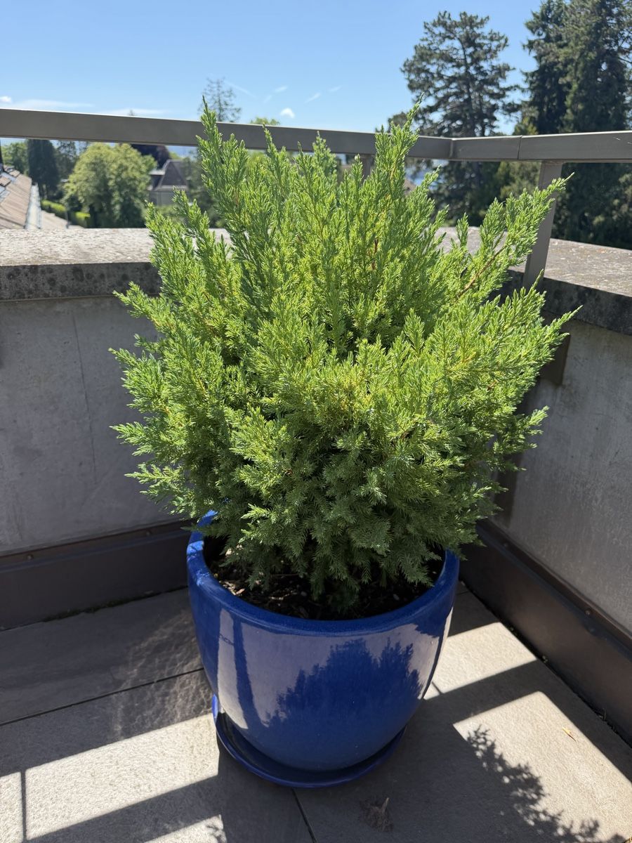 Plantes & graines: Chinese Juniper trees – D'occasion à Küsnacht ZH par lfo_f8w5 3