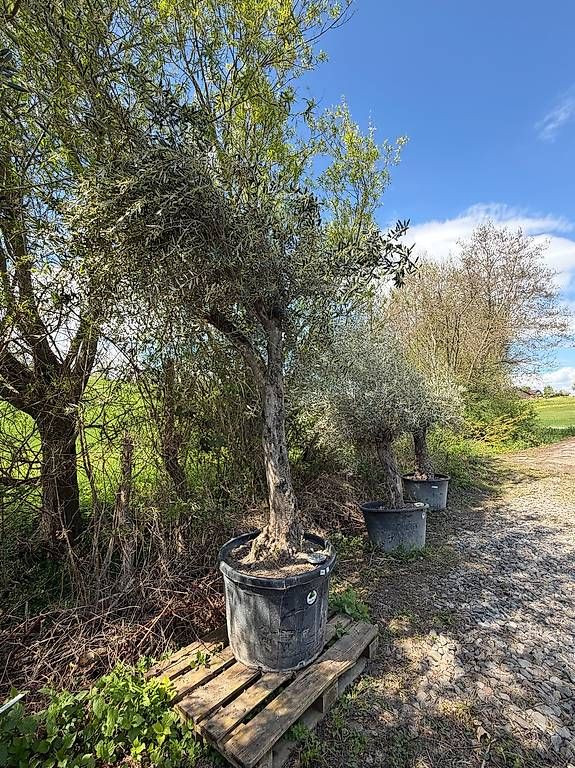 Plantes & graines: Olivenbaum "Olea Europea 13" – D'occasion à Zuckenriet par Thur_Plant 1