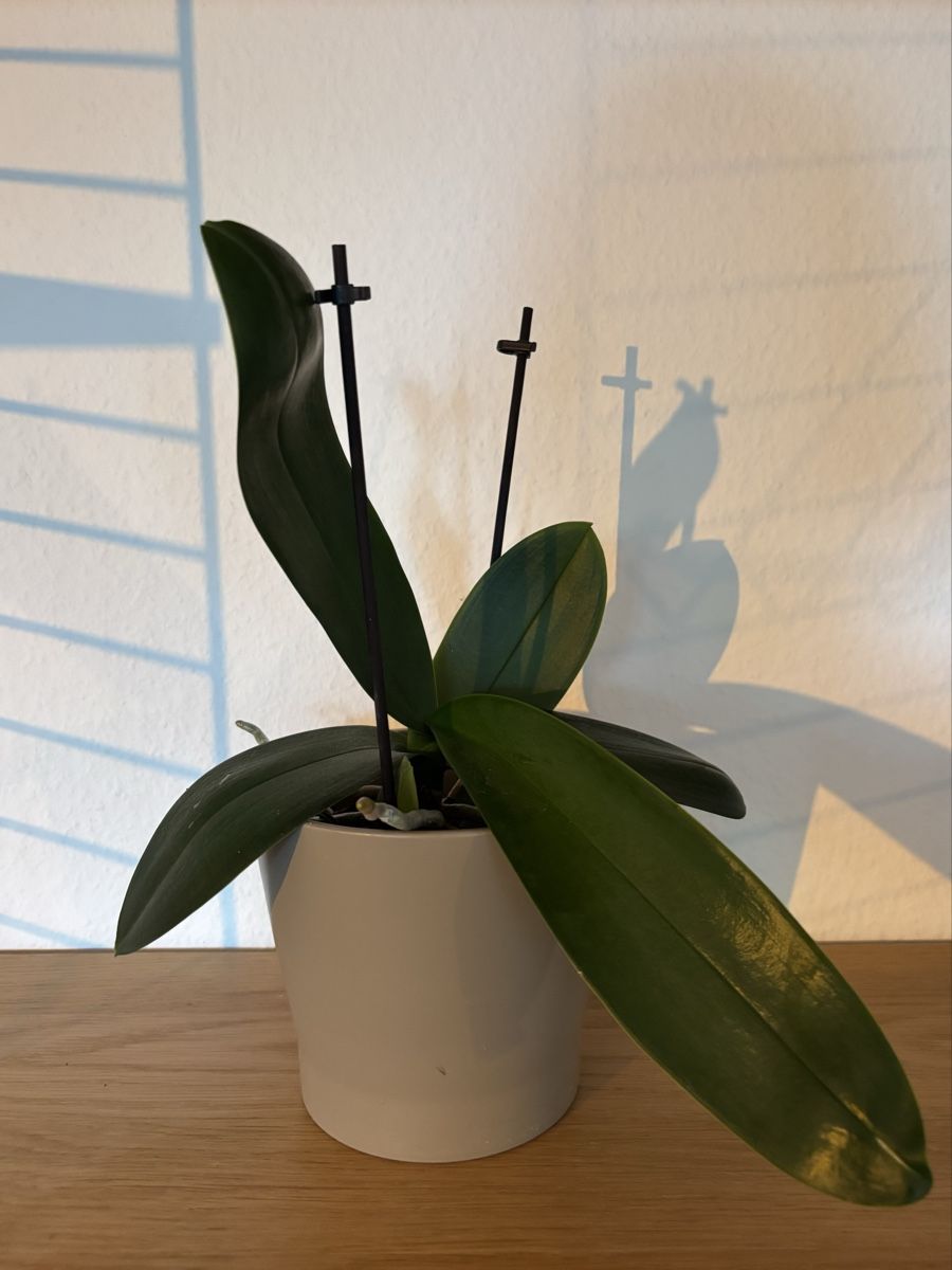 Plantes & graines: Orchidee – D'occasion à Zürich par keegstra