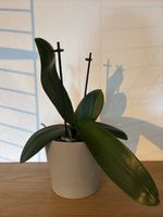 Orchidee
