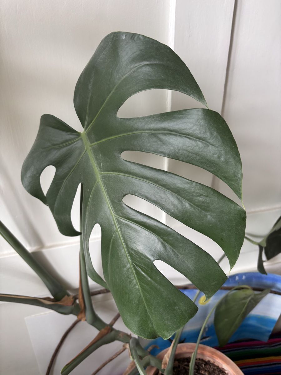 Piante & sementi: Zimmerpflanze Monstera – Usato da Oberrieden venduto da ZehSa