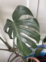 Zimmerpflanze Monstera