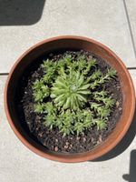 Hen and Chicks Succulent Plant in Pot - Ready to Grow