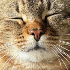 Profile image of Tischgrill