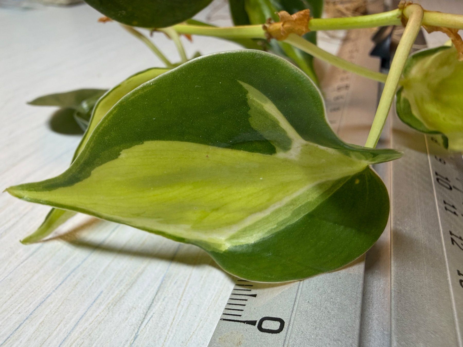 Piante & sementi: Philodendron scandens hederaceum "Cream splash" – Nuovo (secondo la descrizione) da Winterthur venduto da Aniger 6