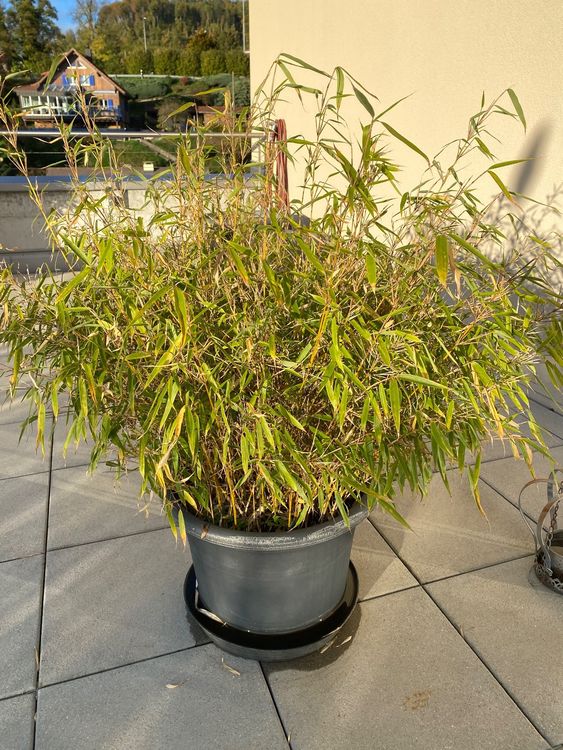 Bambus Muriel Fargesia winterhart 80 cm Kaufen auf Ricardo