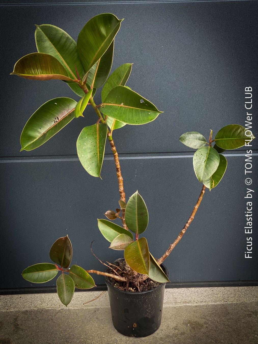 Piante & sementi: Ficus Elastica - satt grünes Gummi-Baum – Nuovo e nell'imballaggio originale da Adliswil venduto da astom369 1
