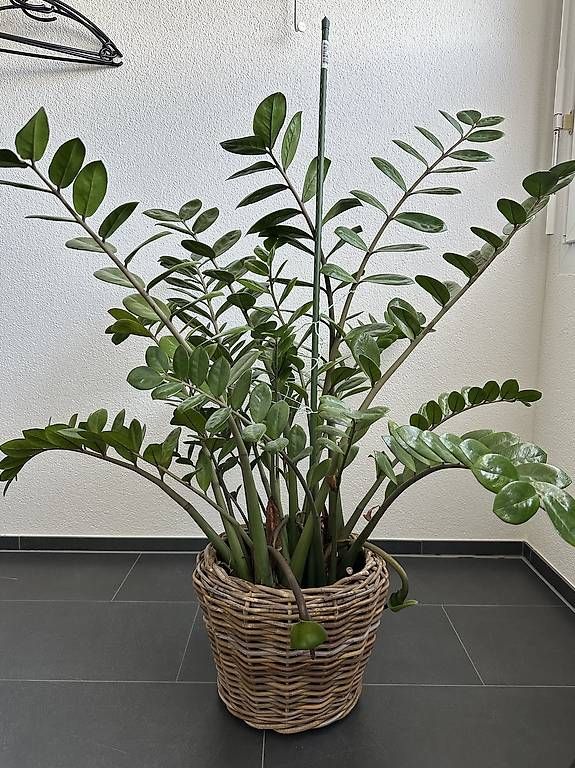 Plantes & graines: Pflanze Zamioculcas / Glücksfeder – D'occasion à Rudolfstetten par Psputnik