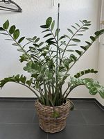 Pflanze Zamioculcas / Glücksfeder