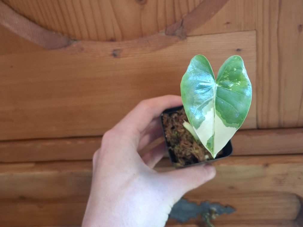 Piante & sementi: alocasia macrorrhiza variegata – Usato da Hausen AG venduto da Pflaenzlioase