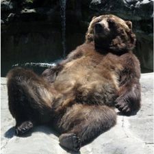 Profile image of Bear.