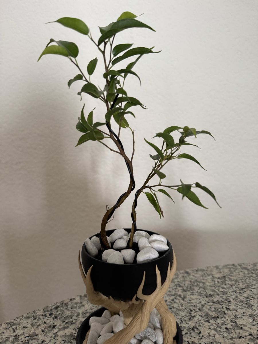 Piante & sementi: Fantasy Ficus Indoor Bonsai – Usato da Rümlang venduto da Gruseh.ch 4