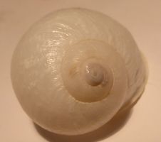 SELTENE ALBINO-CORNU ASPERSUM,-MUSCHELN,-3 ! VERSCHIEDENE,