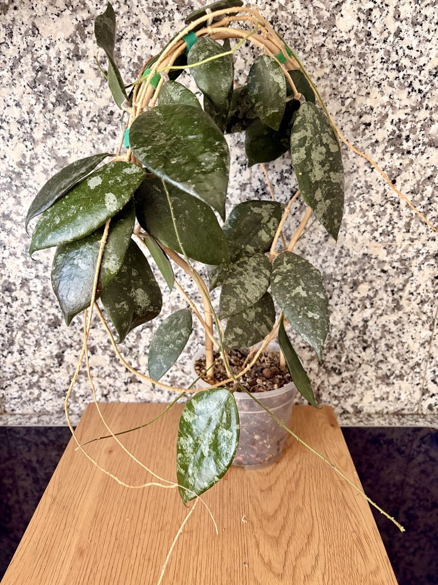 Piante & sementi: Hoya Caudata – Usato da Kaiseraugst venduto da dka_b97z 1