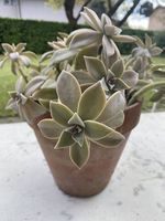 Pianta grassa "Graptopetalum Paraguayense" 