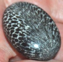 Cabochon L-550 – Schwarze Fossil Koralle Heilstein –ca.28x20