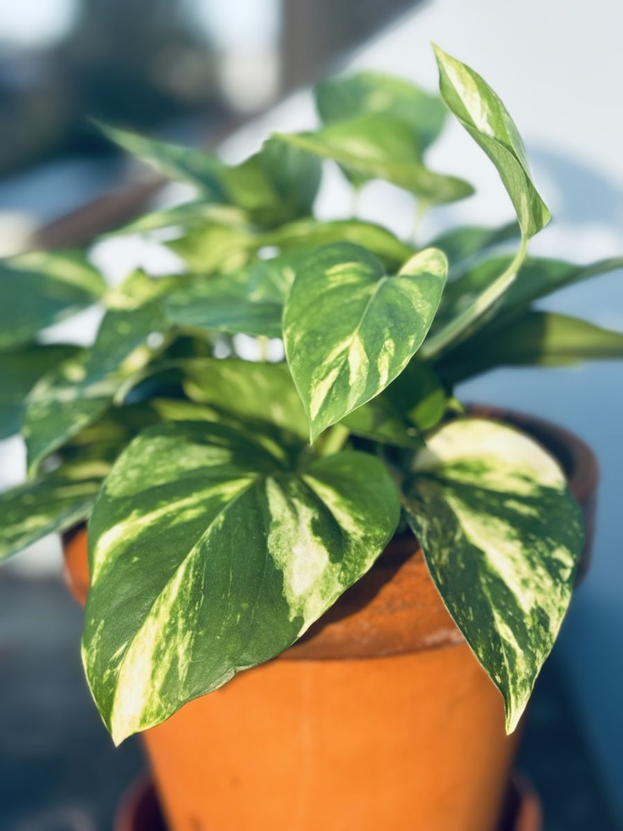 Plantes & graines: Easy care 3-Houseplants ⭐️ – D'occasion à Zürich par Bumble3 3