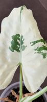 🤩Alocasia Macrorrhiza Albo Variegata Rhizom 