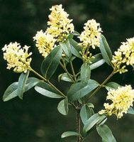 50 cm hoch Dekorativer blühender Garten Strauch "LIGUSTRUM