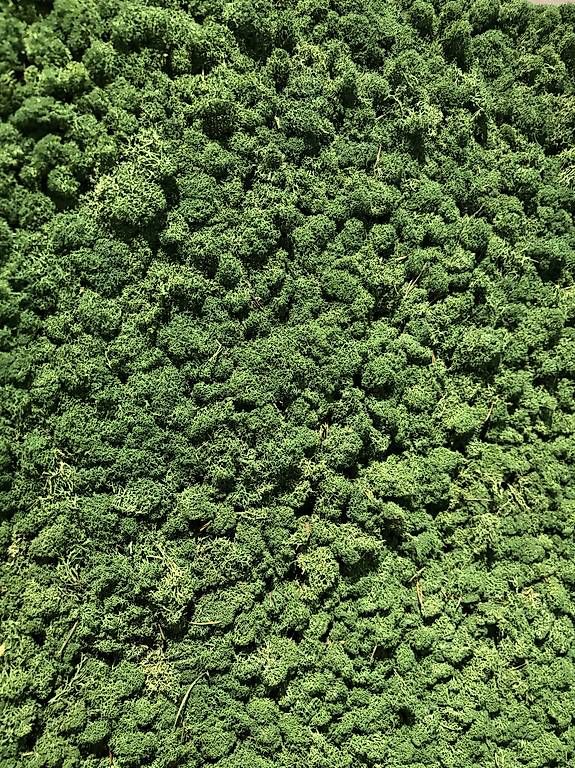 Tutte le decorazioni: Grosse Echtmooswand mit dunklem Rahmen  3,5 × 1,5 Meter – Usato da Wallisellen venduto da 202_9n2x 3