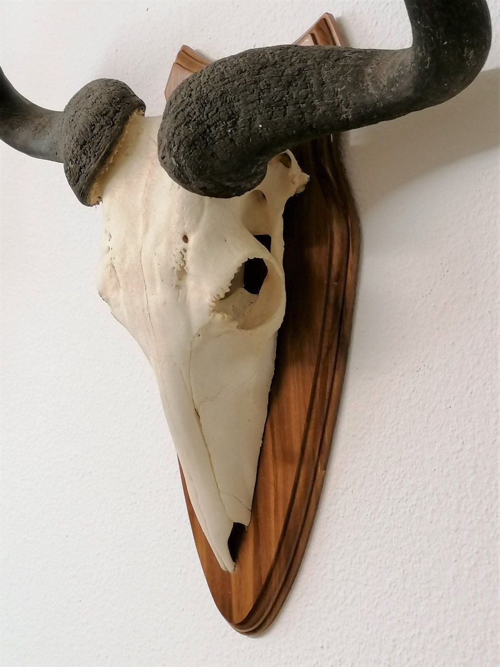 Sonstiges zum Sammeln & Seltenes: Gnu Streifengnu Geweih Trophäe – Gebraucht aus Reinach BL von fliegenrolli 3