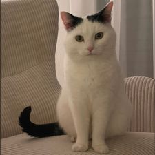 Profile image of Tschusi_98