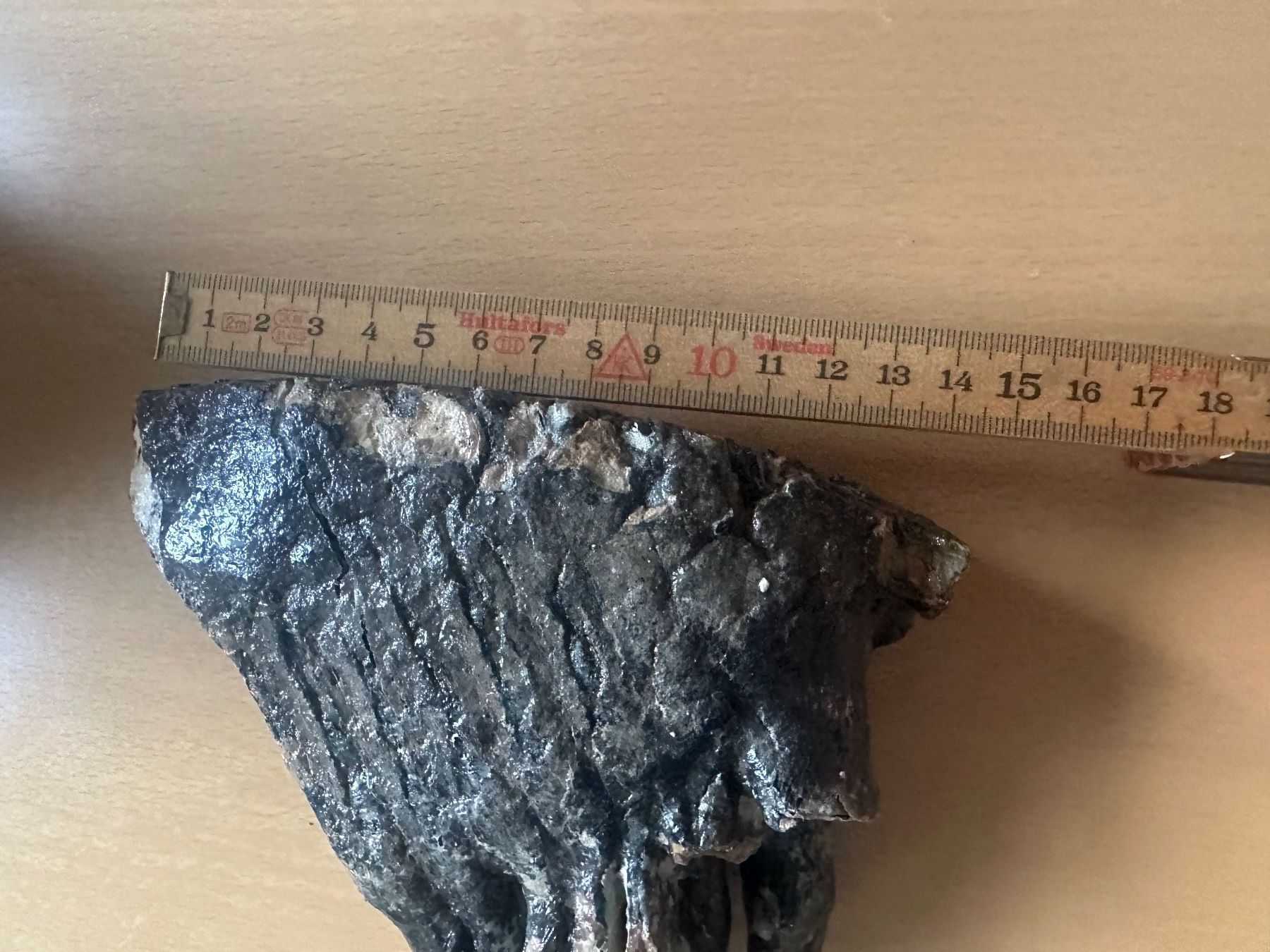 Fossili: Mammutzahn – Usato da Bussnang venduto da Tatzfatz 7