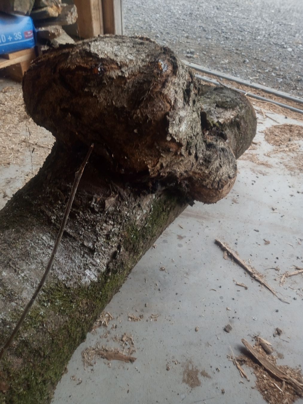 Holzartikel: Kirschstamm mit Beule – Gebraucht aus Wagen von marktina 1