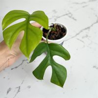 Monstera minima💚