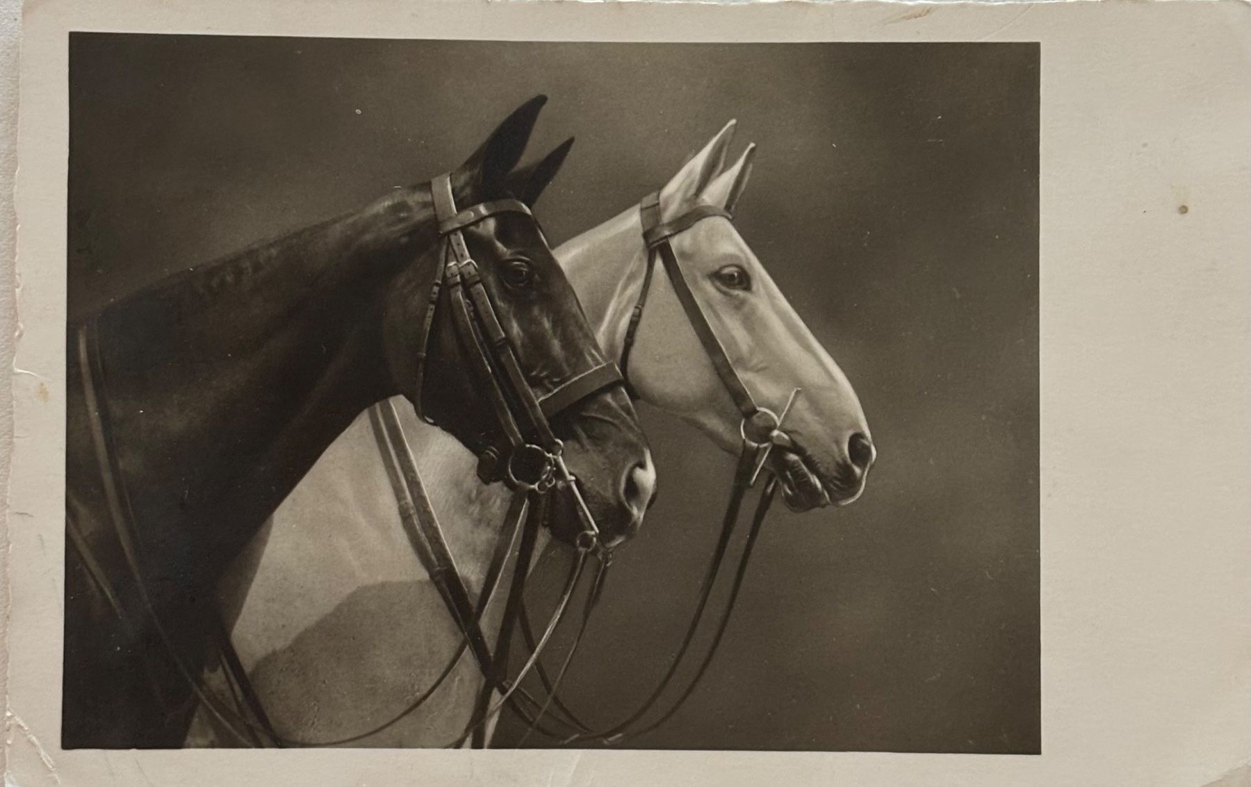 Cartes postales: Fotokarte Pferde, 1939 – D'occasion à Frauenfeld par Merk52