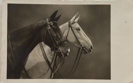 Fotokarte Pferde, 1939
