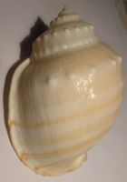 ECHINOPHORIA KURODAI-8,3 CM-MUSCHEL- SELTEN-BESTE QUALITÄT