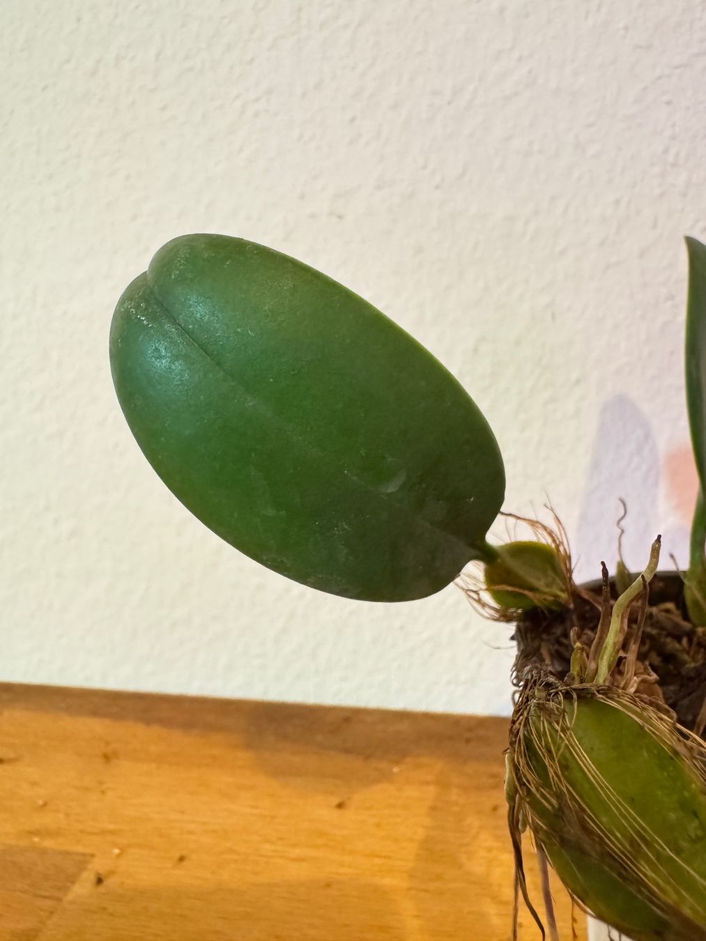 Plantes & graines: Bulbophyllum weberi – D'occasion à Männedorf par mrclst 2