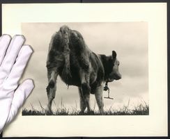 Fotografie Rind - Jungbulle aus der Sich
