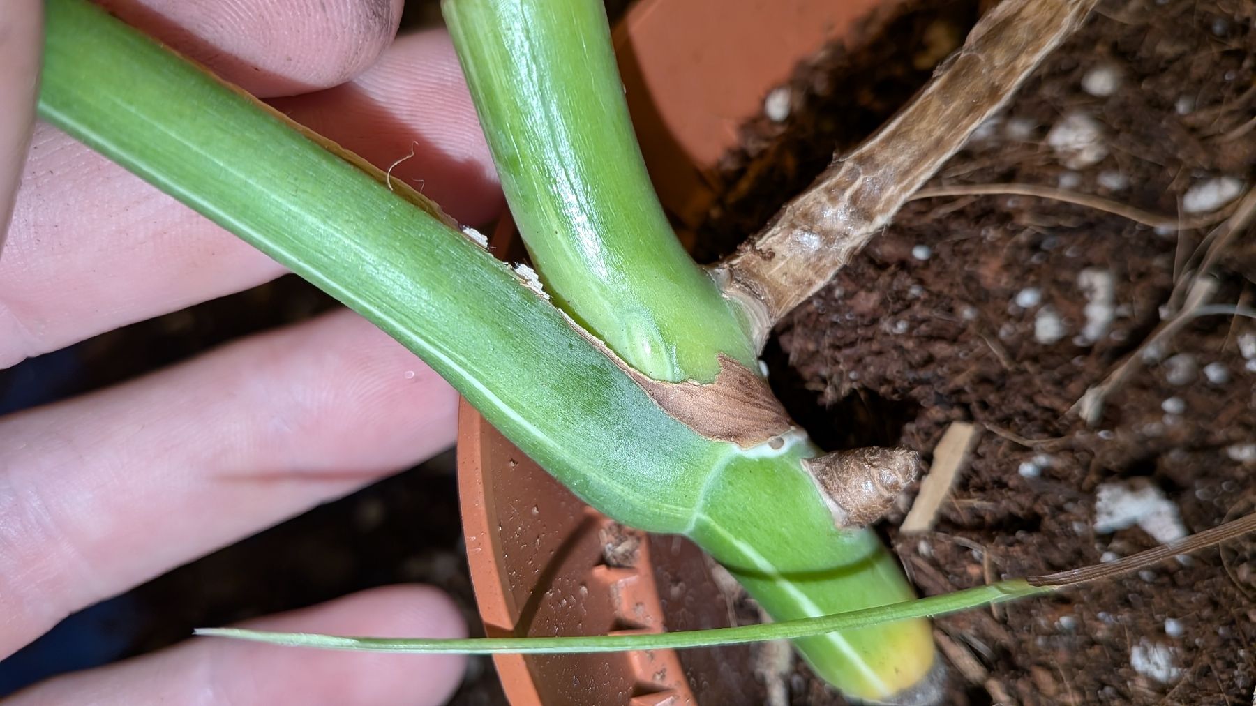 Piante & sementi: Monstera Deliciosa Variegata Steckling – Usato da Altbüron venduto da luc_b7f5 2