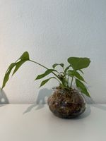 Mini Monstera ( R. tetrasperma) im Glas