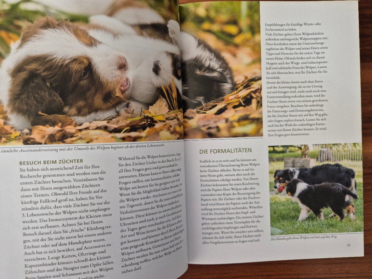 Libri: Astralian Shepherd Hundebuch neuwertig – Usato da Lalden venduto da aneleh58 2
