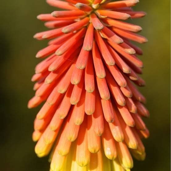 Piante & sementi: Fackellilie - Kniphofia uvaria 'Grandiflora' - 50 Samen – Nuovo e nell'imballaggio originale da Sumiswald venduto da Cham14559 1