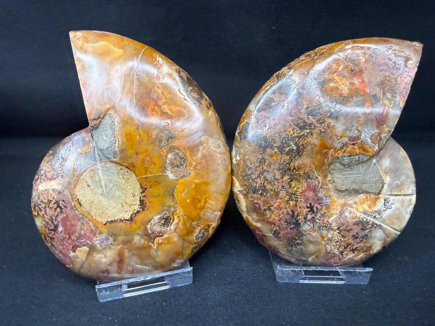 Fossilien: Ammoniten-Paar – Gebraucht aus Schinznach Bad von Demerald 3