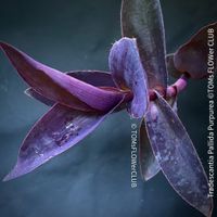 TRADESCANTIA PALLIDA PURPUREA - Sonne liebend