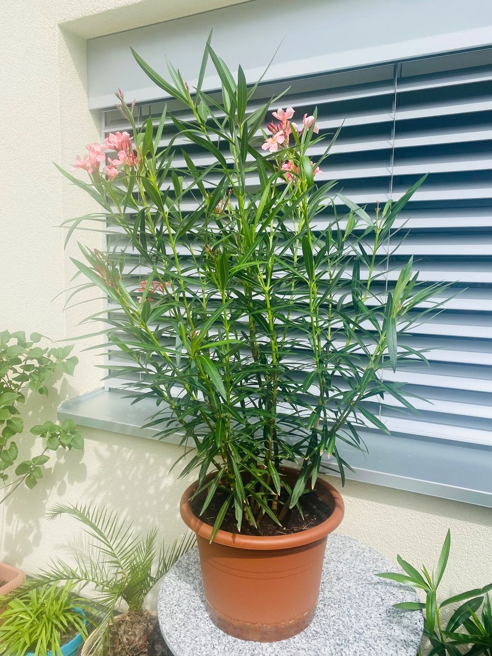 Piante & sementi: Oleander hellrosa/lachs,  Höhe 125 cm – Nuovo (secondo la descrizione) da Alchenflüh venduto da smart- 1