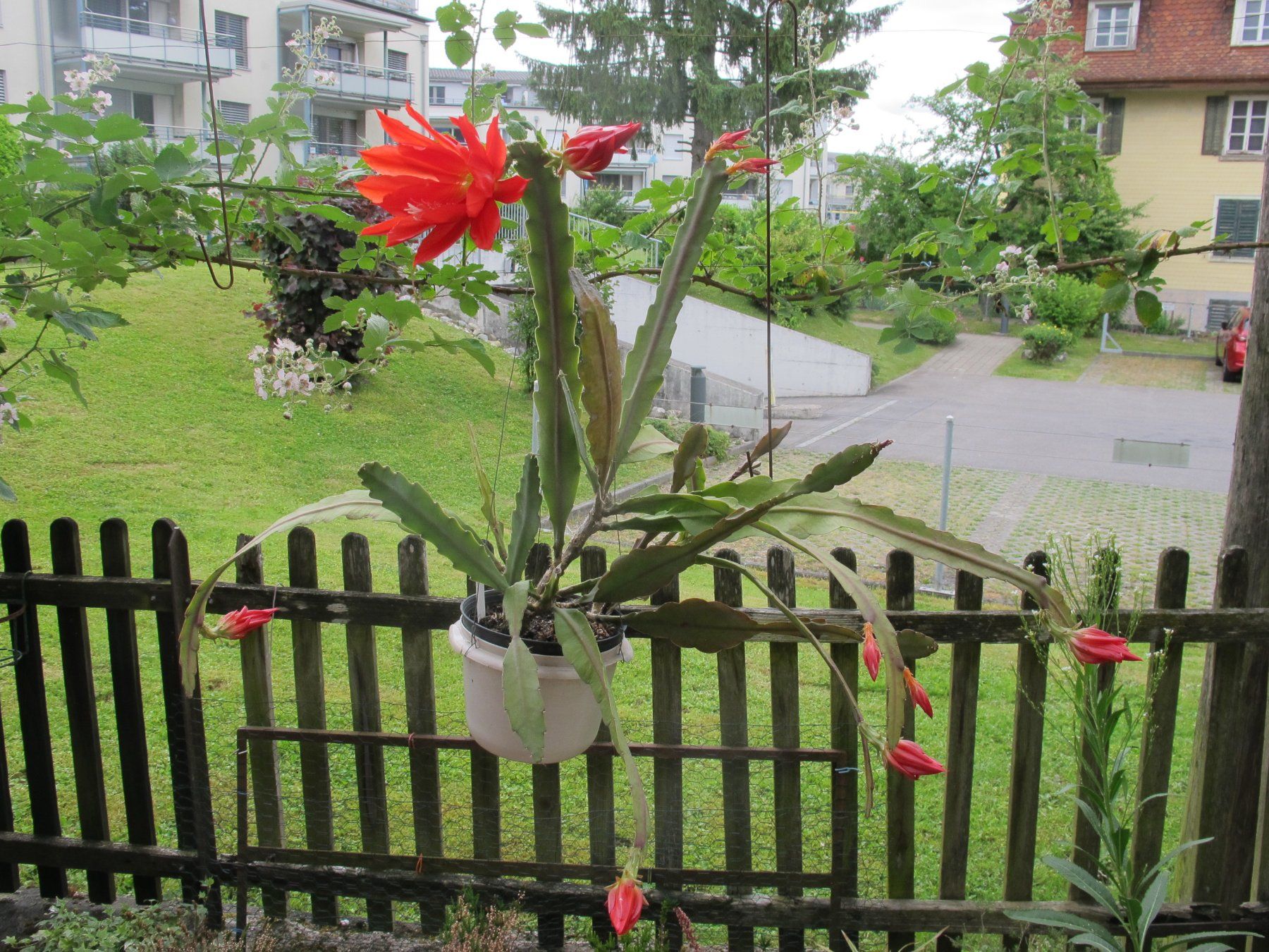 Piante & sementi: Epiphyllum       ackermanii  . – Usato da Emmenbrücke venduto da Tacitus0 1