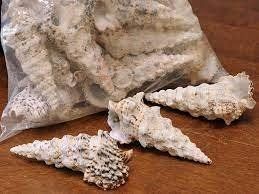 Lot Muscheln Schelpen Nadolosum 1 Kg./OVP