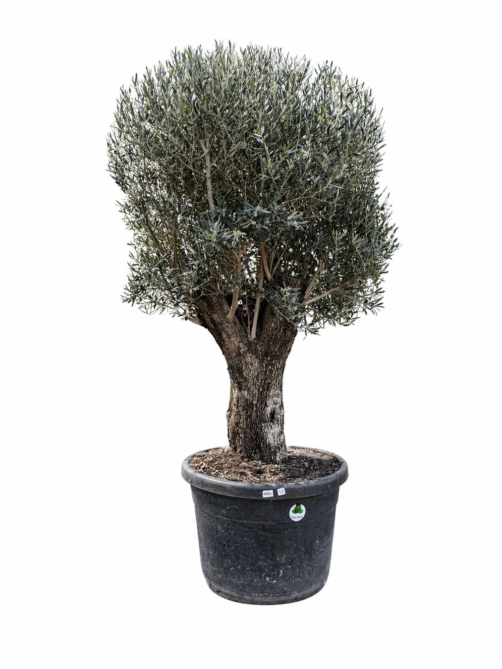 Piante & sementi: Olivenbaum "Olea Europea 15" Versand möglich – Nuovo (secondo la descrizione) da Zuckenriet venduto da Thur_Plant