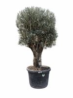 Olivenbaum "Olea Europea 15" Versand möglich