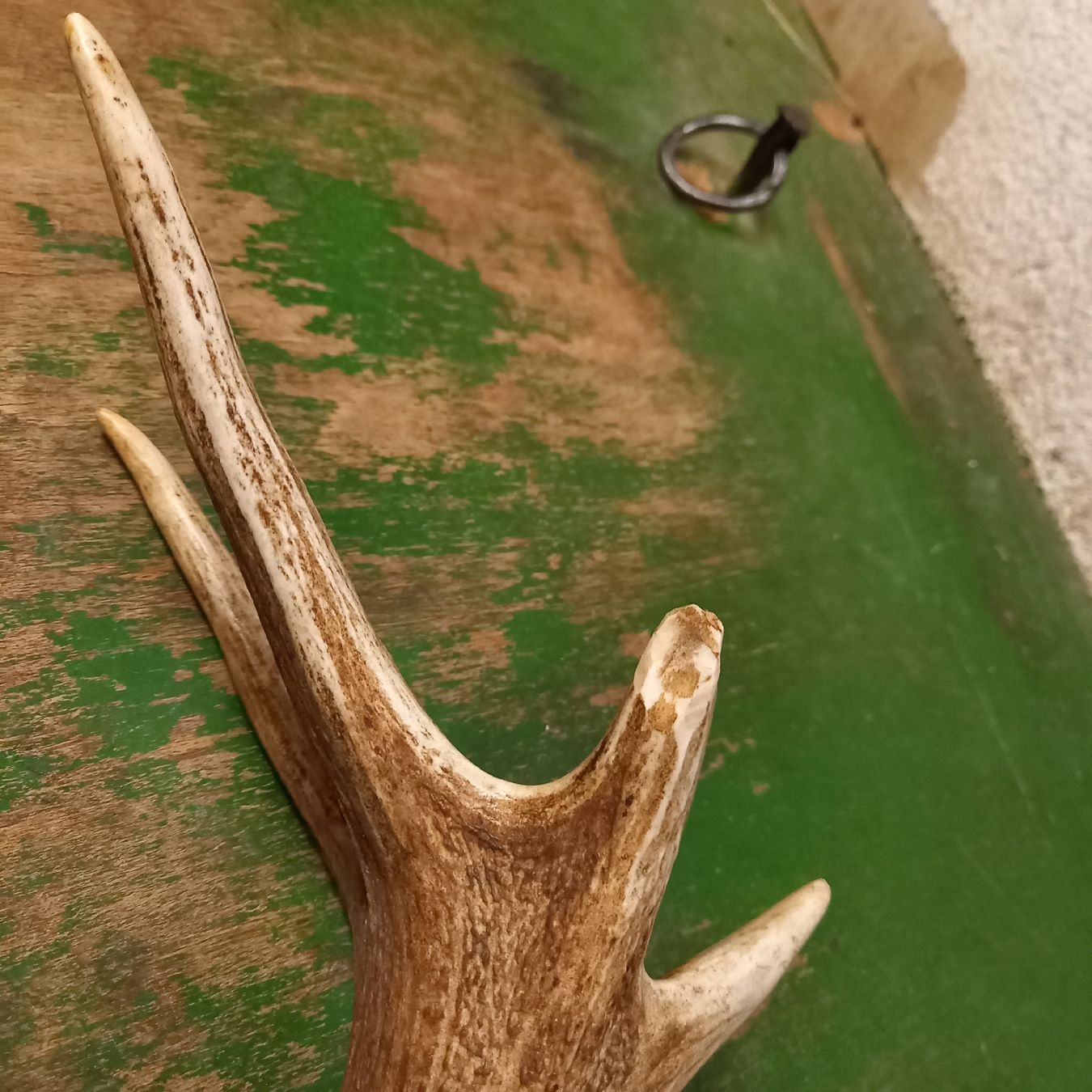 Sonstiges zum Sammeln & Seltenes: Ältere Hirsch Geweih Abwurfstange – Gebraucht aus Galgenen von Allerlei8854 5