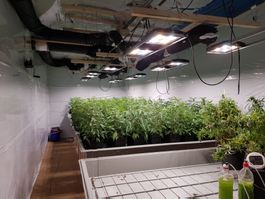 CBD Growanlage Komplett,LED,Lüftung,Bewässerung,Tische usw.