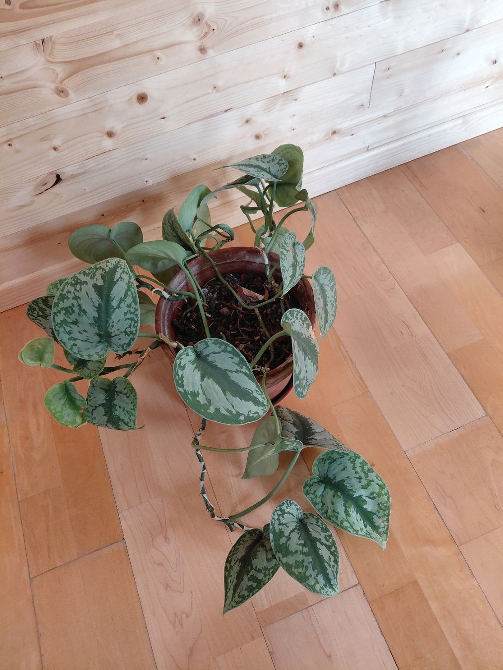 Pflanzen & Samen: satin photos plante intérieur – Neu (gemäss Beschreibung) aus Biel/Bienne von myl_r8fx 3