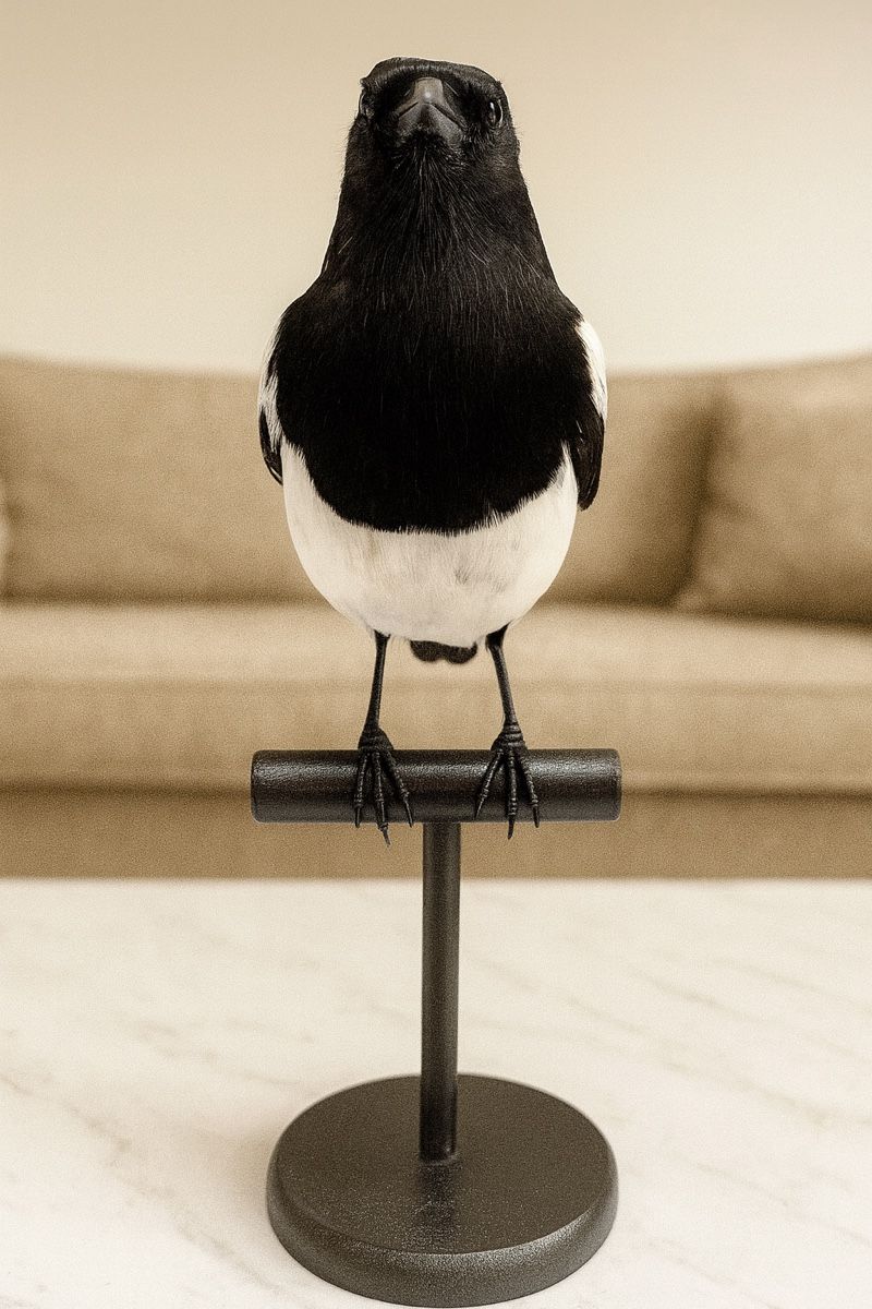Il mondo degli animali: Elster Präparat ausgestopft  – Nuovo e nell'imballaggio originale da Zürich venduto da unique2010 3